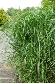 Rutenhirse - Panicum virgatum Shenandoah | Gräserwelten Bambus & Gräser